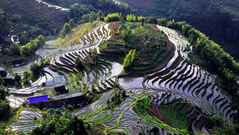 紫鵲界盛裝啟航，9月8日正式向游客開放，園區管理服務全面升級